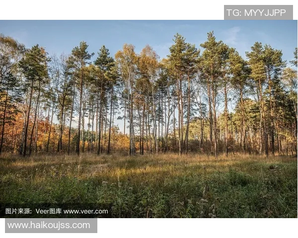 波兰特与伐木工的激烈对决揭示了森林保护的重要性与挑战
